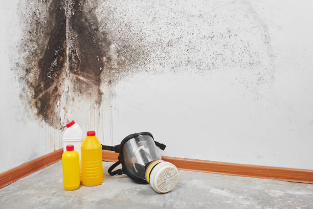 Best Post-Flood Mold Remediation in Leonard, TX