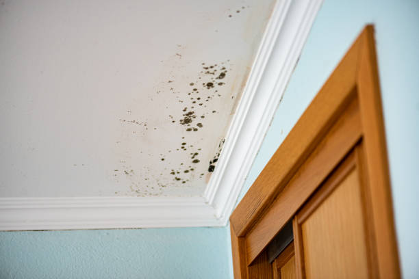Best Post-Flood Mold Remediation in Leonard, TX