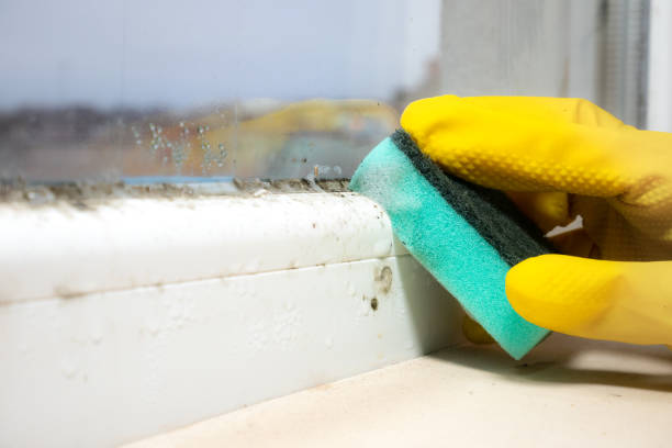 Professional Mold Remediation in Leonard, TX