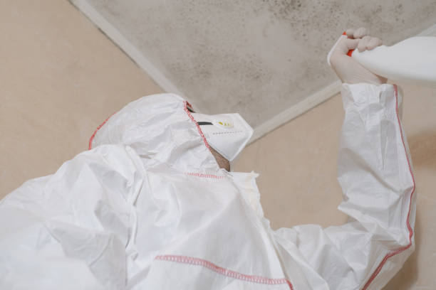 Best Basement Mold Remediation in Leonard, TX