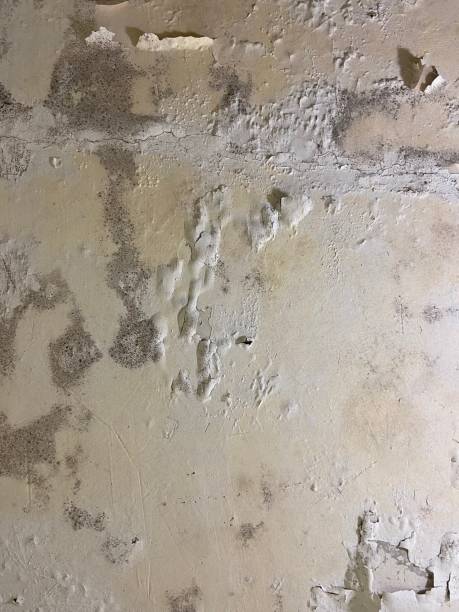 Best Basement Mold Remediation in Leonard, TX