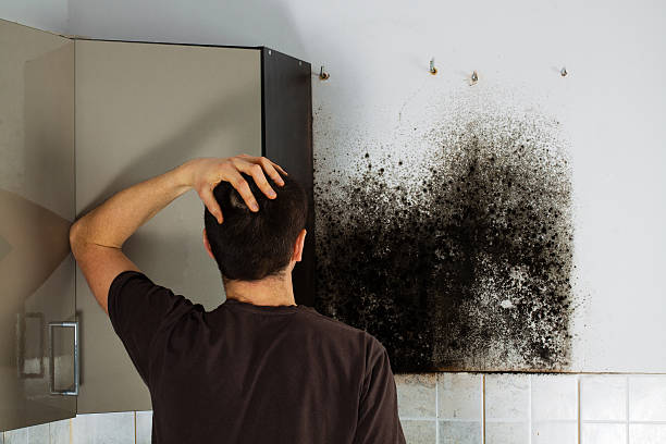 Best Insurance-Related Mold Remediation in Leonard, TX